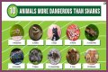 15 Animals Surprisingly More Deadly Than Sharks