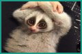 These 9 Adorable Animals Should Actually Terrify You