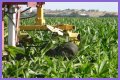 Why do farmers cut the tassels off corn?